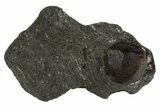 Red Embers Garnet in Graphite - Massachusetts #313430-1